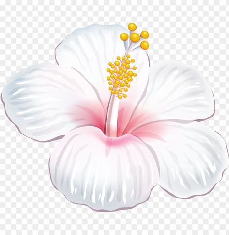 Flower Transparent Background, Hibiscus Flower White Background, Png Flowers Hd, Hibiscus Transparent Png, Blue Flower Png, Flower Png Transparent, Tropical Png, Background Png Images, Flower Flat