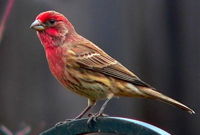 red headed house sparrow | Surprise Visitor Dressed In Red « MaggieMooseTracks® Red Headed Sparrow, Finch Bird, House Finch, Finches Bird, Bird Identification, House Sparrow, Brown Bird, Bird Watchers, Kinds Of Birds