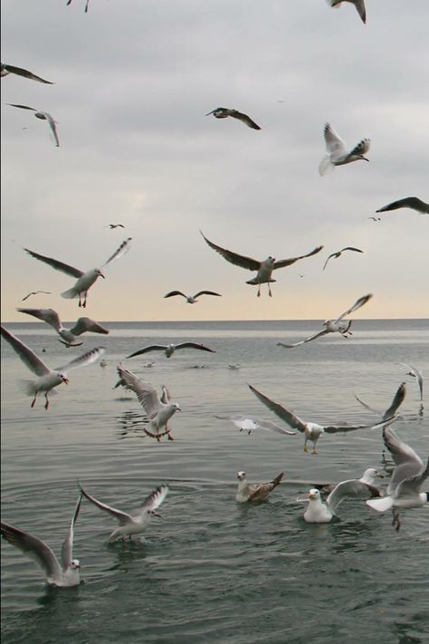 AB Banaras Ganga Ghat, Ganga Ghat, Ganga River, Bosphorus Bridge, Flying Birds, Sky Sea, Billy Joel, Sea Birds, Birds Flying