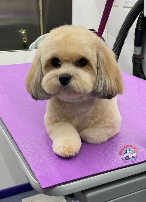 Yorkie Poo Haircut, Maltese Dogs Haircuts, Dog Grooming Shih Tzu, Shichon Puppies, Puppy Haircut, Poodle Hair, Dog Grooming Styles, Shih Tzu Grooming, Teddy Bear Dog