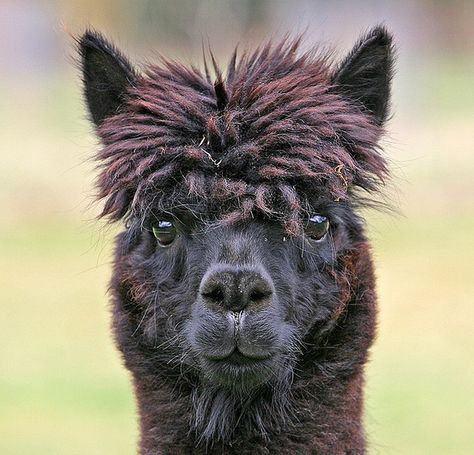 Must get Llama Lama Animal, Melanistic Animals, Black Alpaca, Llama Drama, Llama Alpaca, Punk Hair, Black Animals, Cute Animal Pictures, Post Punk