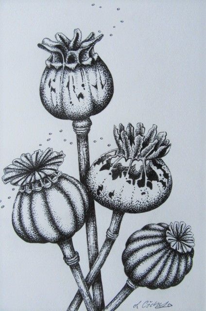 Poppy Seed Pod Tattoo, Poppy Head Drawing, Poppy Seed Drawing, Poppy Pods Drawing, Seed Heads Drawing, Seed Pods Drawing, Poppy Seed Heads Drawing, Poppy Seed Heads, Seed Pods Art