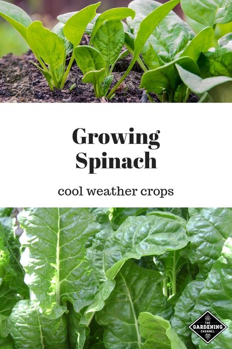 Try growing spinach this spring. Spinach is a cold-hardy plant and can be sown directly into the garden as soon as the soil can be worked in the spring. Follow these spinach gardening tips. #gardeningchannel #gardening #springgardening #coolweathercrop #vegetablegardening How To Grow Spinach, Grow Spinach, Gardening Business, Growing Spinach, Edible Gardening, Organic Vegetable Garden, Home Vegetable Garden, Wildflower Garden, Organic Gardening Tips