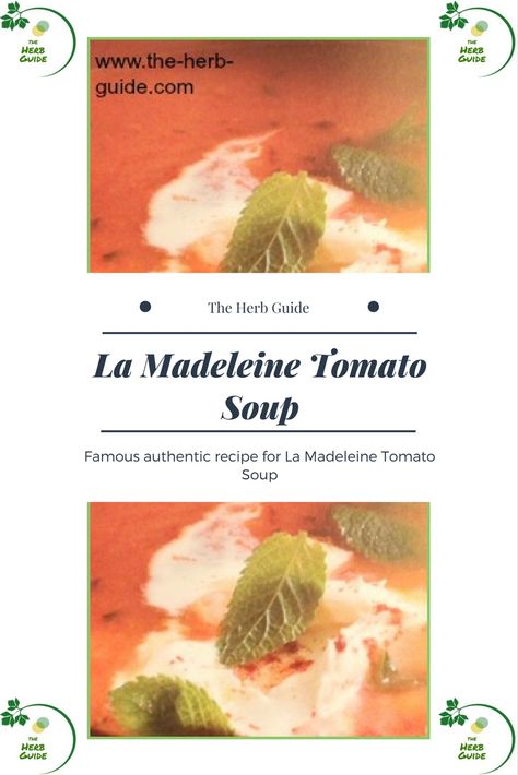 La Madeleine Tomato Basil Soup La Madeleine Tomato Basil Soup, Basil Soup Recipe, Herb Guide, Best Tomato Soup, Canned Tomato Soup, Basil Leaf, Basil Recipes, Basil Soup, Tomato Basil Soup