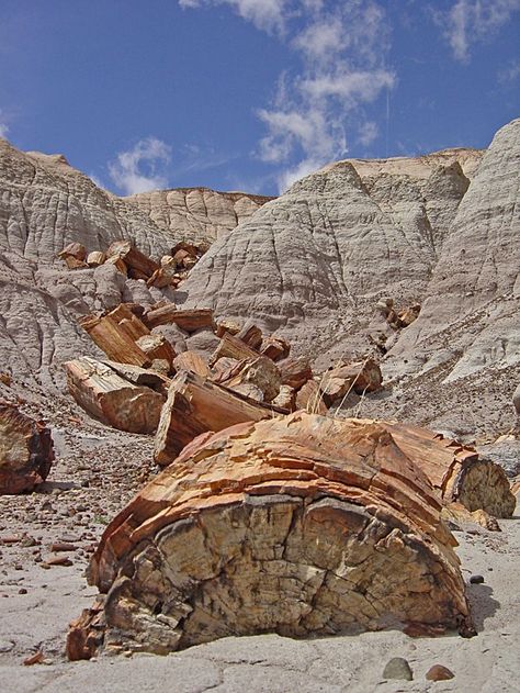 Structural Geology, Building Ruins, Mud Flood, Petrified Forest National Park, Ancient Trees, Petrified Forest, Geology Rocks, Belle Nature, Ancient Tree