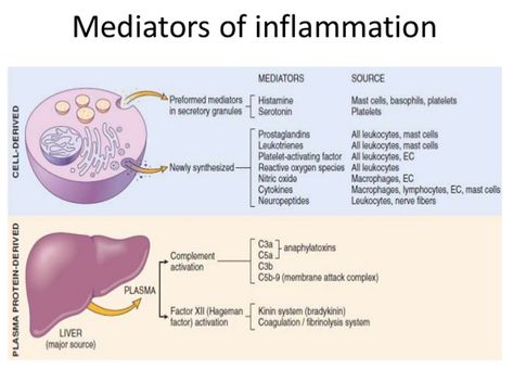 Chiro.Org Blog: Following a short course of SMT treatments overall alterations in the inducible production of inflammatory mediators in acute and chronic non-specific LBP were limited. However, a significant reduction in the production of IL-6 in chronic patients, and an enhanced IL-2 production in acute patients were observed along with reduction in pain and self-reported functional outcomes. Furthermore, the significance and direction of SMT-related change scores as well as the… Inflammation And Immunity Nursing, Inflammation Pathology Notes, Inflammation Pathology, Immunity Nursing, Pathology Study, Pathophysiology Nursing, Tissue Biology, Medical Ultrasound, Student Tips