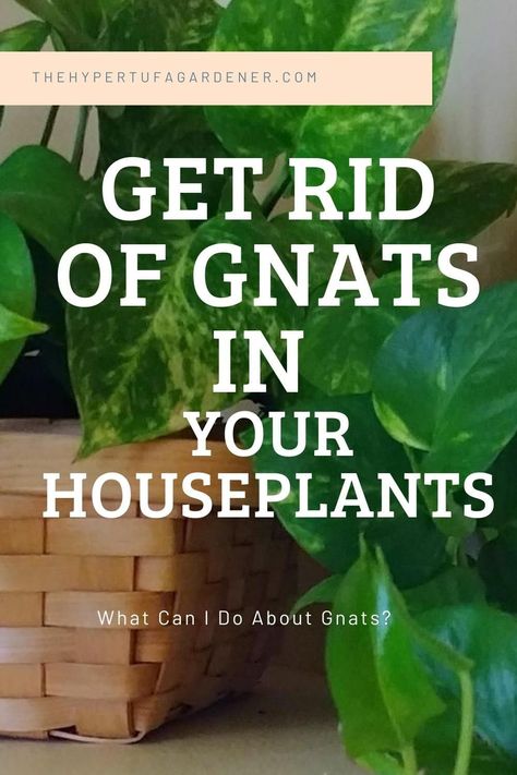 8 Ways To Kill Fungus Gnats In My Houseplants. I have tried them all and a combo seems to work best. It's time for Gnats Wars again! #houseplants #fungusgnats #DecorInspiration #HomeIdeas #HouseGoals #InteriorDesign #HomeDecorating #HomeDecor #DecorTips #HomeStyle #InteriorInspo #HomeInspiration Kill Gnats In House, How To Kill Gnats, Gnats In House Plants, How To Get Rid Of Gnats, Fungus Gnats, Flower Planting, Happy Homemaking, Planting Guide, Plant Pests