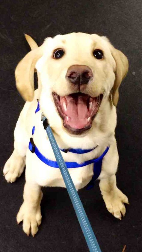 Excited Puppy, Happy Lab, Lab Puppy, Spirit Animals, Poster Store, Silly Dogs, Happy Puppy, Labrador Puppy, Smiley Faces