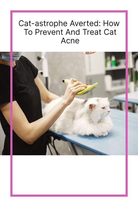 Cat acne is no purr-fect matter! 🐱💤 Keep your feline's chin clean and switch to non-plastic bowls to prevent those pesky pimples. Remember, a clean cat is a happy cat! #CatAcne #FelineCare #HealthyPets #PetWellness Feline Acne, Cat Acne, Chin Acne, Cat Skin, Cat Health Care, Pet Wellness, Skin Condition, Plastic Bowls, Skin Diseases