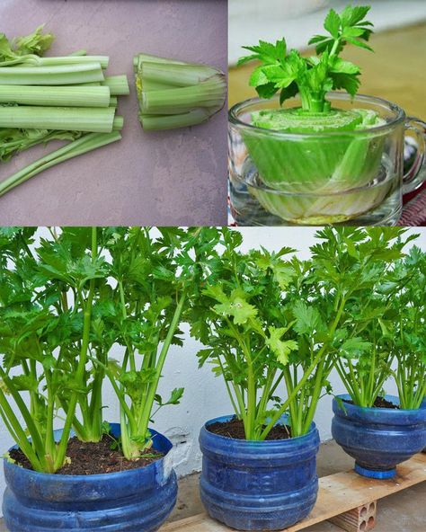 How to Regrow Celery at Home from... - Plants and gardening How To Regrow Celery, Regrow From Scraps, Regrow Celery, Celery Plant, Growing Celery, Kitchen Scraps, Garden Insects, Sustainable Kitchen, Natural Health Tips