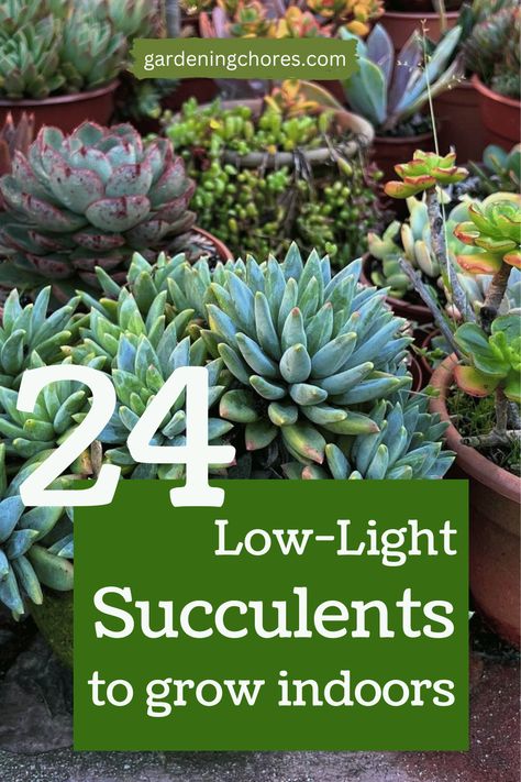 Plants Indirect Sunlight, Decorating With Succulents Indoors, Potted Succulents Indoor, Best Succulents For Indoors, Succulents Arrangements Indoor, Low Light Succulents Indoor, Caring For Succulents Indoor, How To Care For Succulents, Succulent Arrangements Indoor