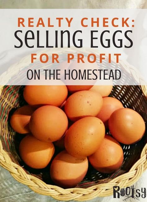 The Reality of Selling Eggs from Your Homestead | Rootsy Network Raising Chickens For Eggs, Chickens For Eggs, Selling Eggs, Egg Farm, How To Raise Chickens, Backyard Chicken Farming, Raise Chickens, Chicken Health, Raising Backyard Chickens