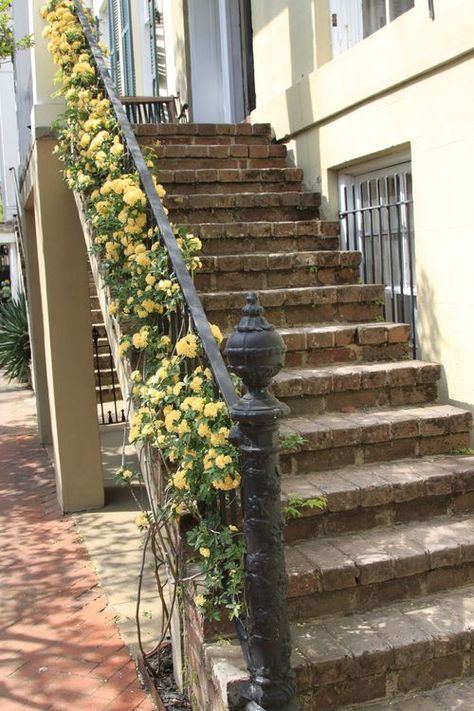 Lady Banks Rose - would love to train mine. Lady Banks Climbing Roses, Purple Climbing Roses, Cottage Landscaping, Lady Banks Rose, Nail Art Flower, Outside Stairs, Special Plants, Well Mannered, Flowers Gardening