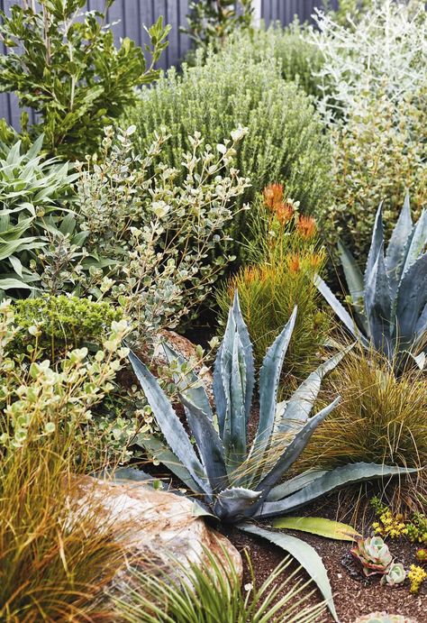 An easy-care coastal garden in Torquay with colourful plants Colourful Plants, Coastal Garden, Australian Native Garden, Seaside Garden, Gorgeous Homes, Medicinal Garden, Planting Ideas, Dry Garden, Australian Plants