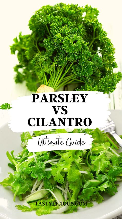 How To Use Parsley, Cilantro Benefits Health, Benefits Of Cilantro, Cilantro Benefits, Cilantro Substitute, Benefits Of Coriander, Benefits Of Parsley, Parsley Benefits, Fruits And Vegetables List