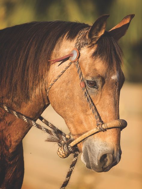 Training with a Hackamore - Western Horseman Hackamore Bridle Western, Western Horse Bridle, Western Hackamore, Bosal Hackamore, Aqha Western Pleasure, Hackamore Bridle, Western Horseman, Horse Training Exercises, Ranch Horse