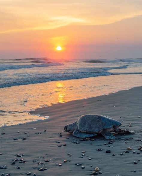 Ostional beach, Guanacaste, Costa Rica Pura Vida 👍🏻 🇨🇷 😘 🌺 Costa Rica Pura Vida, Guanacaste Costa Rica, Visit Costa Rica, I Love The Beach, Costa Rica Travel, Beach Wallpaper, Ocean Lover, Beautiful Sunset, Costa Rica