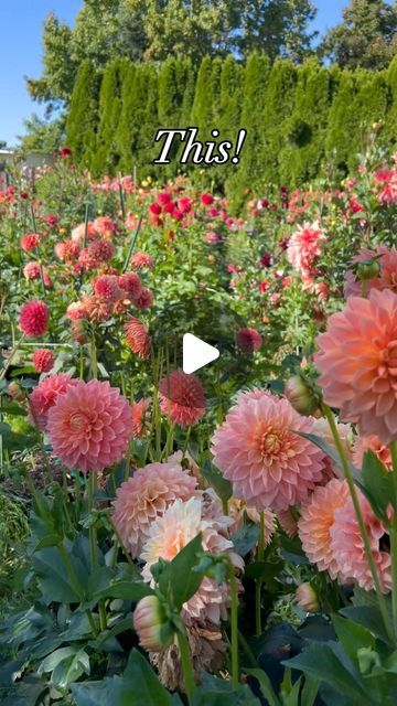 Galena Berkompas • Urban Flower Farm • Education on Instagram: "Dahlias are one of the most surprising plants to grow. You get your tubers and they look like weird, little potatoes and your brain instantly goes ‘really?! THAT is going to grow a flower?’ And then you plant it; and it turns into this gorgeous 5 ft plant with amazing flowers that take your breath away! Planting is simple: •Wait until after your last frost and pick well-draining soil in full sun (unless you live somewhere super hot, then pick a spot with morning sun but late afternoon shade). Plant 6 inches deep: horizontal is best! •Minimize watering until the dahlia sprouts above the soil and then water regularly through the season! You can apply a general fertilizer, but minimize ones that are high in nitrogen because t Plants To Grow, Late Afternoon, Morning Sun, Flower Farm, Yard Ideas, Your Brain, Amazing Flowers, Dahlia, Planting