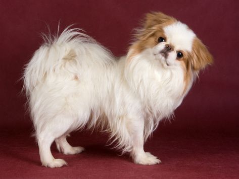 Japanese Chin Puppies, Calm Dog Breeds, Japanese Chin Dog, Dog Breeds Pictures, Basenji Dogs, Apartment Dogs, Chin Chin, Cutest Puppies, Japanese Dogs