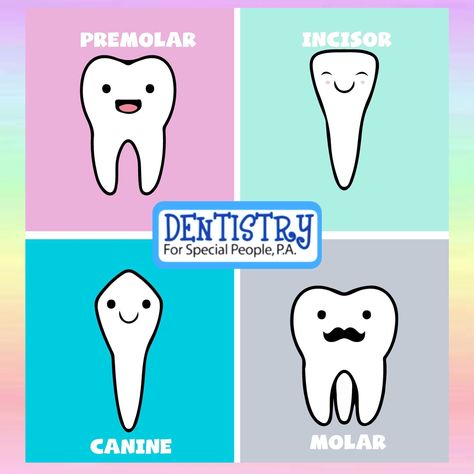 💙👦👧👶Did You Know? Their are 4 types of teeth: Incisors, Canines, Premolars, and Molars☺️Can you tell us which of these teeth only come in an “adult version”?👱‍♂️👱‍♀️👀#NCDHM #pediatricdentist #nationalchildrensdentalhealthmonth Incisors Teeth, Teeth Projects For Kids, Lunch List, Types Of Teeth, Teeth Clipart, Imagination Illustration, Teeth Drawing, Tooth Cartoon, Tooth Chart