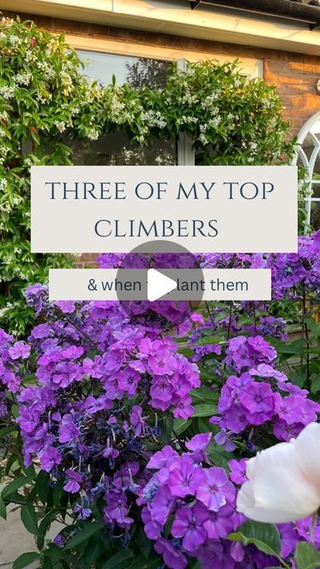 Climbing Flowers Full Sun, Plants For Trellis Climbing Flowers, Training Roses To Climb, Star Jasmine Trellis Fence, Star Jasmine Trellis, Climbing Plants Fast Growing, Climbing Garden, Vining Flowers, Wisteria Trellis