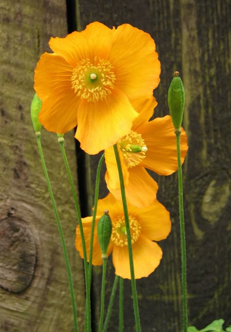 Mellow Yellow, Poppy Flower, Flower Beauty, Flowers Nature, Beautiful Blooms, Flower Pictures, Anemone, Love Flowers, Amazing Flowers