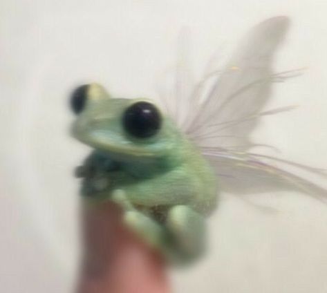 i love frogs Cheyenne Core, Frog With Wings, Kaylee Core, Isabella Core, Bella Core, Tiktok Aesthetic, Story Aesthetic, Reaction Pic, Cute Doodle