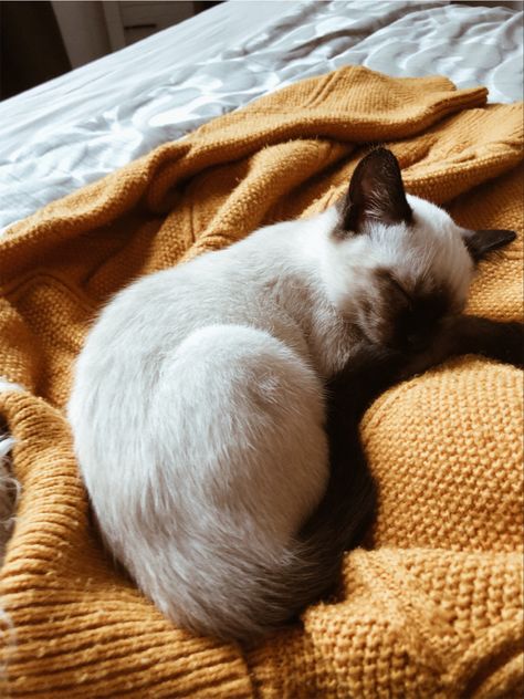 Book Bujo, Siam Cat, Cat Reference, Pretty Animals, Warrior Cat, Cat Aesthetic, Arte Animal, Cute Cats And Kittens, Siamese Cats