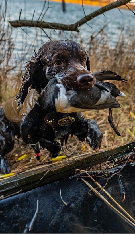 Gentleman Bobwhite Duck Hunting Dogs, Dream Puppy, Bobwhite Quail, Curly Coated Retriever, Hunting Pictures, Bear Hunting, Waterfowl Hunting, Farm Dogs, Bird Hunting