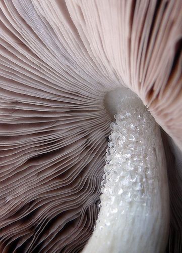 Mushroom Texture, Mushroom Photography, Mushrooms Photography Nature, Fungi Images, Fungi Under Microscope, Macro Mushroom Photography, Fungi Mycelium, Art Deco Shapes, Soft Summer Color Palette