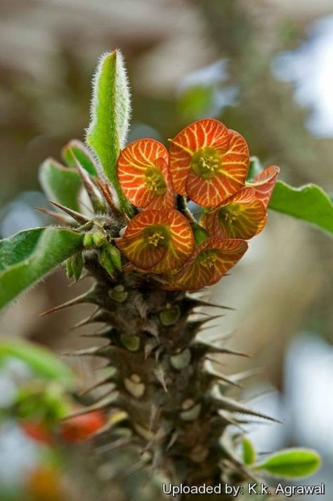 Euphorbia hofstaetteri Euphorbia Flower, Euphorbia Plant, Succulent Garden Ideas, How To Grow Cactus, Garden Cactus, Flowering Succulents, Euphorbia Milii, Strange Flowers, Gladioli