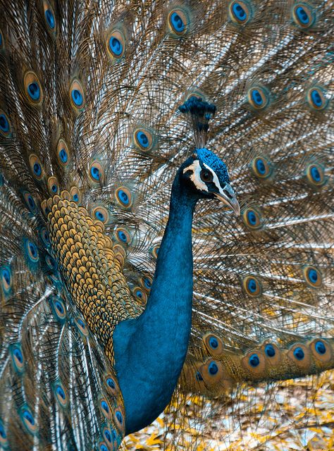 Peacock Gods Hands, Mosaic Tables, Peacock Colors, Peacock Art, Most Beautiful Birds, Exotic Birds, Peacock Feathers, Amazing Animals, Pretty Birds