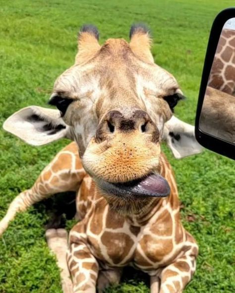 Giraffe Photography, Giraffe Images, Cute Things To Draw, Funny Cute Animals, Cute Giraffe, Baby Giraffe, Silly Animals, Giraffes, Kitty Cat