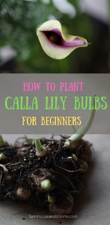 Cala Lillies, Calla Lily Bulbs, Perennials For Shade, Lily Care, Diy Container Gardening, Growing Cut Flowers, Flowers To Plant, Calla Lily Flowers, Lily Bulbs