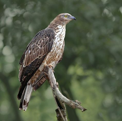 Oriental Honey Buzzard (female) | Kanha National Park, India… | Flickr Kanha National Park, Honey Buzzard, Buzzard, Film Clips, The Woodlands, Northern Europe, Long Neck, Kites, Birds Of Prey