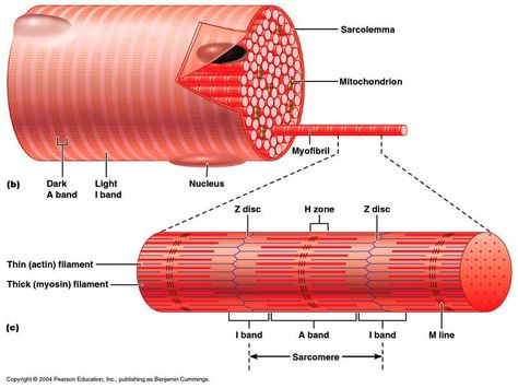 Sarcomere: most important part of muscle contraction, are made up of light and dark bands, the layers of sarcomeres slide past each other when the muscles contract and relaz Muscle Diagram, Rich Aunt, Muscle System, Muscle Structure, Gross Anatomy, Musculoskeletal System, Muscular System, Muscle Anatomy, Structure And Function