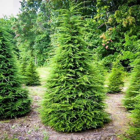 Canadian Hemlock For Sale Online | The Tree Center Backyard Wood Projects, Garden Woodworking Projects, Tsuga Canadensis, Shade Plants Container, Evergreens For Shade, Wood Projects Easy, Canadian Hemlock, Evergreen Landscape, Lake Garden