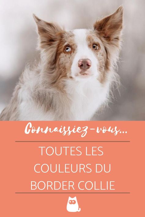 Le Border collie merle, le Border Collie bleu merle, le Border Collie rouge, les couleurs du Border Collie sont innombrables, et le Border Collie garde bien des secrets génétiques dans son phénotype. Vous voulez découvrir toutes les couleurs du Border Collie ? #bordercolliebleumerle #bordercolliebleumerletricolore #bordercollie #bordercolliemerle #bordercollierouge #bordercolliechocolat #bordercollieblancetnoir #bordercollierougeaustralien #couleurbordercollie #bordercolliecouleur Border Collie Merle, Bull Terriers, Border Collie, Shih Tzu, Chihuahua, Labrador Retriever, Labrador, Movie Posters, Art