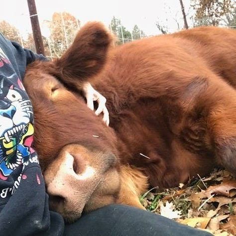 Wholesome Animals, Right Here Right Now, Brown Cow, Baby Cow, A Cow, Too Long, The Universe, Fence, Right Now