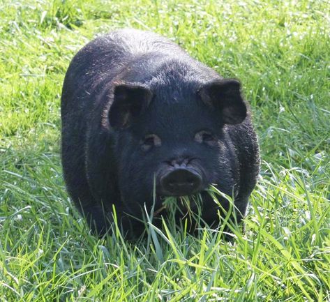 Hog Farm, Pig Breeds, Raising Pigs, Black Pig, Urban Chickens, Farm Fun, Chicken Garden, Pig Farming, Cute Piggies