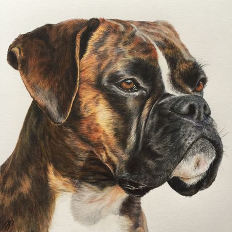 Boxer Dog Tattoo Ideas, Brindle Boxer, Boxer Dogs Art, Pitbull Art, Pencil Drawing Tutorials, Boxer (dog), Puppy Art, Pastel Artwork, Boxer Puppies