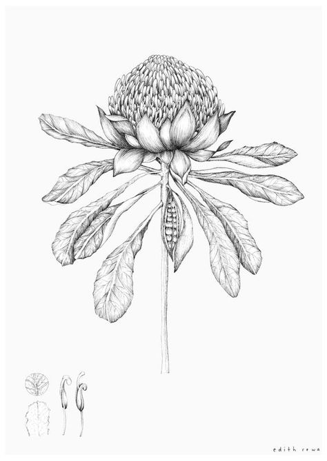 Edith Rewa, Wildflower Drawing, Australian Natives, Australian Wildflowers, Australian Flowers, Australian Native Flowers, Illustration Botanique, Flower Sketches, Plant Drawing