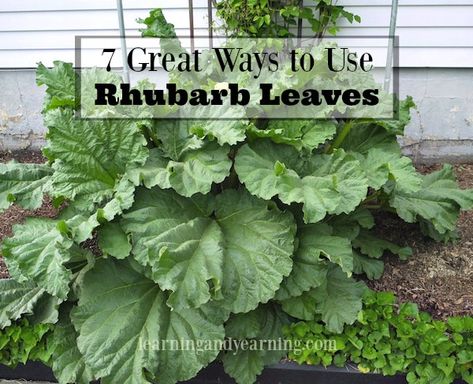 7 Great Ways to Use Rhubarb Leaves Around the Home or Garden Oxalic Acid, Flower Bed Designs, Garden Plots, Living Off The Land, Edible Landscaping, Garden Guide, Growing Fruit, Natural Garden, Organic Plants