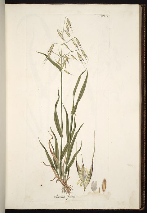 Wild oats drawing Timothy Grass Tattoo, Reeds Drawing, Reed Drawing, Marsh Plants, Grass Drawing, Books Illustration, Botanical Flower Art, Missouri Botanical Garden, Scientific Name