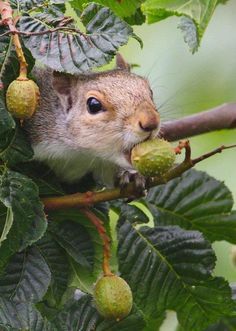 HC Image Zen, Squirrel Eating, A Squirrel, Cute Squirrel, Little Critter, Hamsters, Animal Photo, Chipmunks, Animals Friends