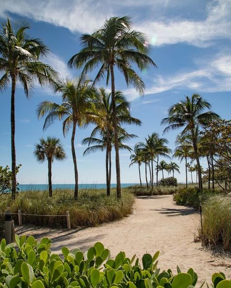 The Ritz-Carlton Bal Harbour, Miami Bal Harbour Miami, Bal Harbour, The Ritz Carlton, The Choice, Ritz Carlton, Travel Guide, Paradise, Miami, Travel Guides