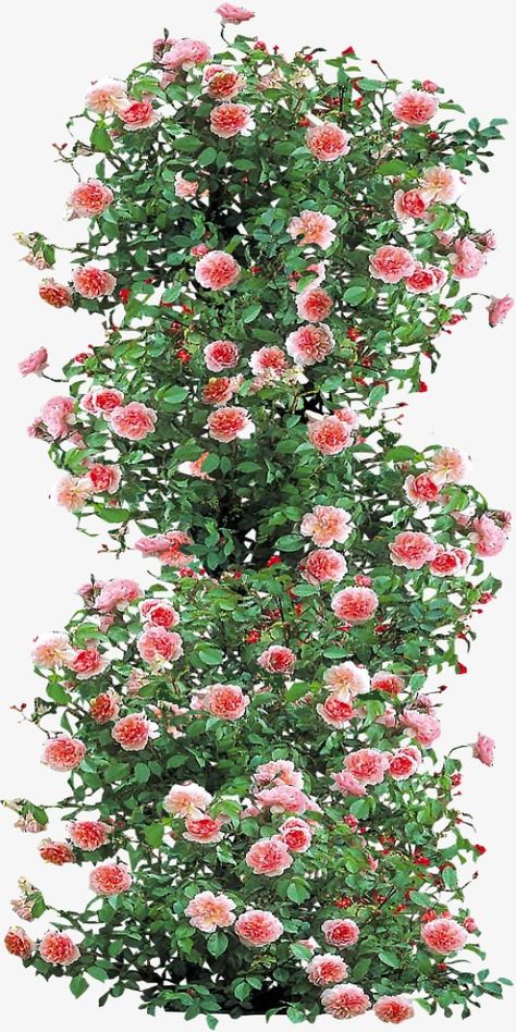 Pink Climbing Roses, Purple Climbing Roses, Roses Climbing, Plant Bed, Photoshop Landscape, Rose Plant Care, Landscape Architecture Graphics, Tree Photoshop, Pinterest Garden