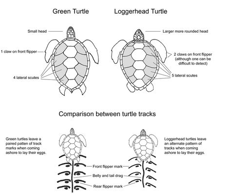 Turtle Image, Loggerhead Turtle, Owl City, Green Turtle, Marine Biology, Sea Turtle, Biology, Gif, Green