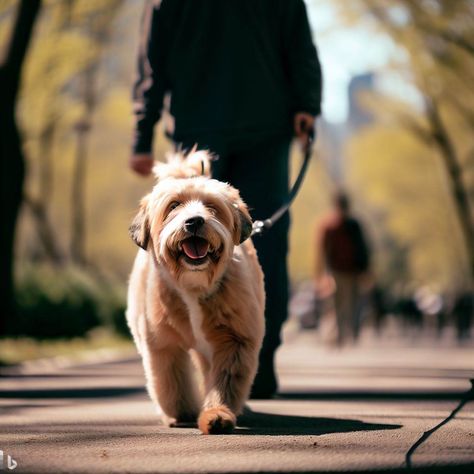 a dog on a leash with a dog walker walking towards you enjoying central park - Image Creator Dog On A Leash, Dog Walking Services, Pet Hotel, Spring Photoshoot, Dog Items, Dog Walker, Dog Park, Dog Walking, Central Park