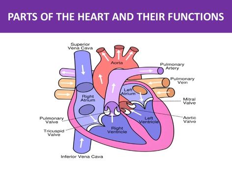 PARTS OF THE HEART AND THEIR FUNCTIONS Nursing Student Notes, Emt Study, Reference Study, Nurse Skills, Student Notes, Basic Anatomy And Physiology, Nurse Study Notes, Nursing Student Tips, Cardiac Nursing